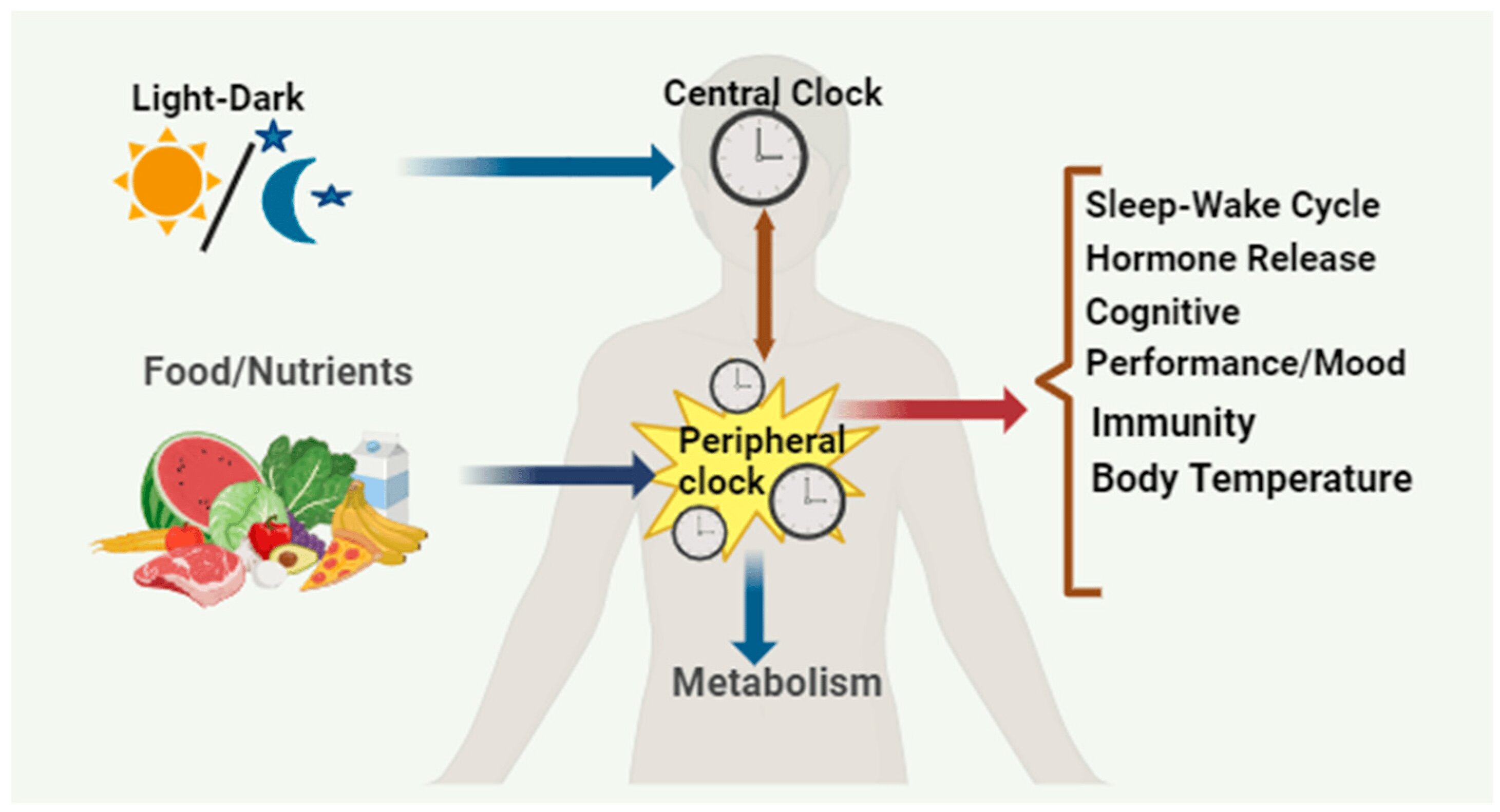 chrononutrition and peripheral clocks